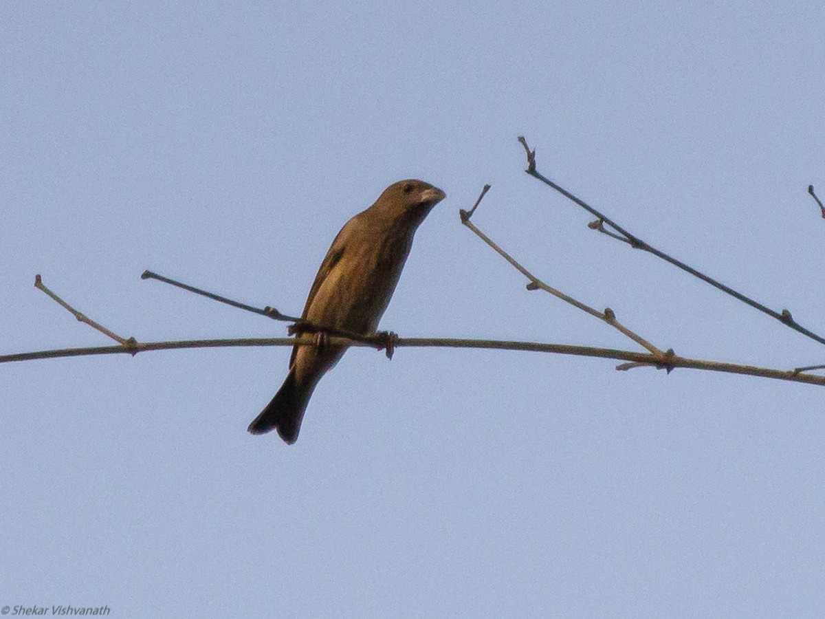 Black-headed Bunting - ML128755701