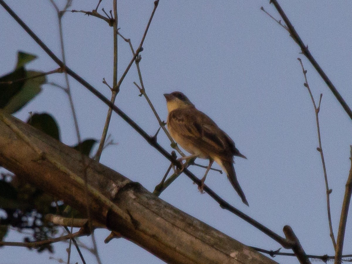 Black-headed Bunting - ML128755711