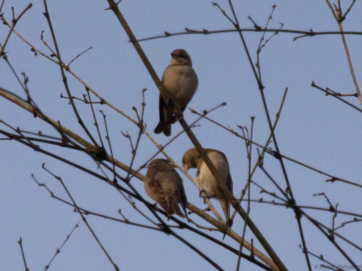 Yellow-throated Sparrow - ML128755791