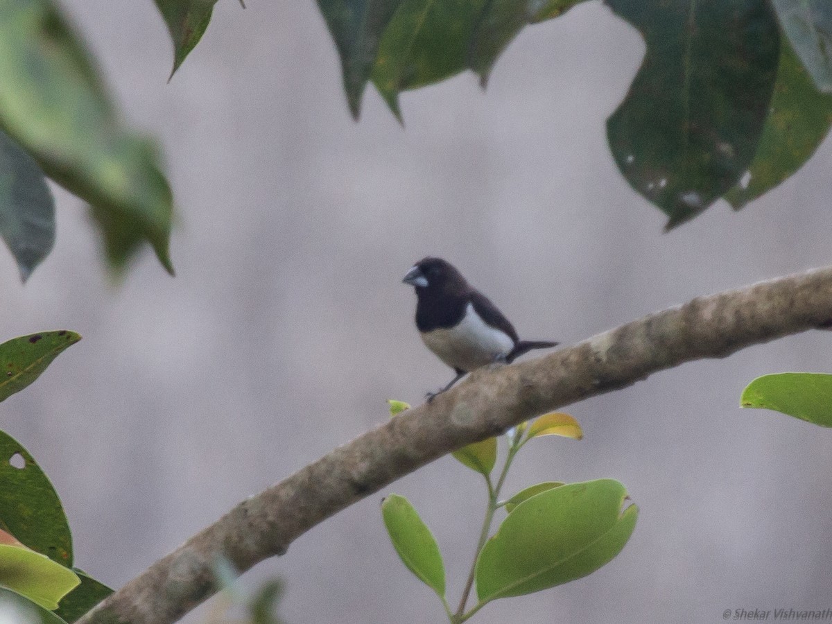 White-rumped Munia - ML128755871