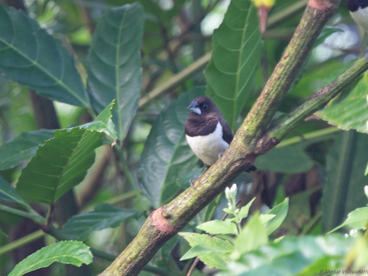 White-rumped Munia - ML128755881