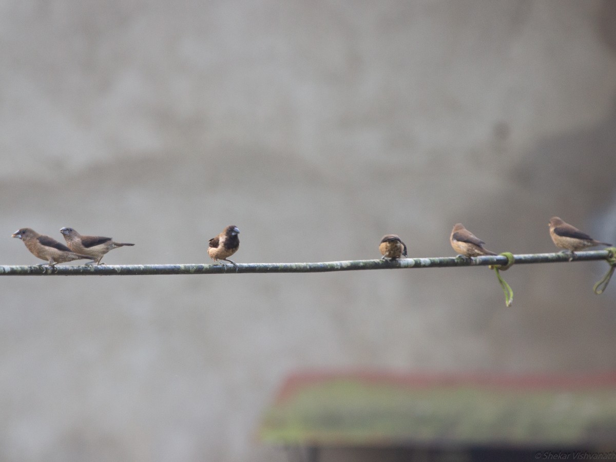 Black-throated Munia - ML128756411