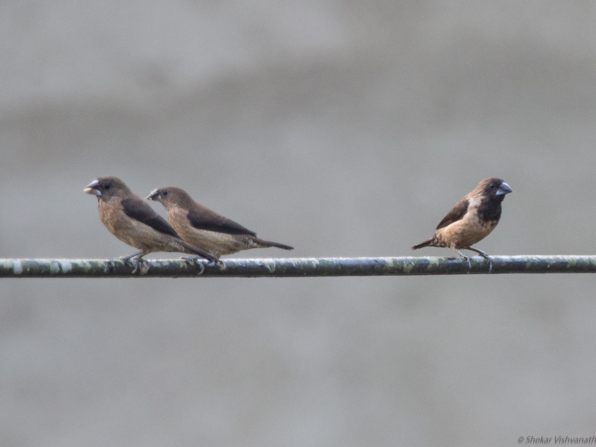 Black-throated Munia - ML128756421