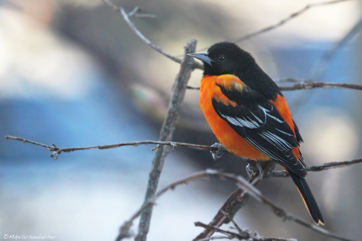 Baltimore Oriole - Mike Schanbacher