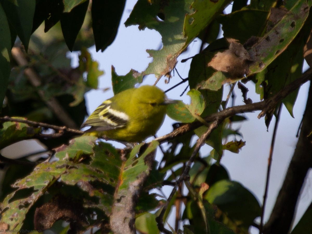 Common Iora - ML128756931