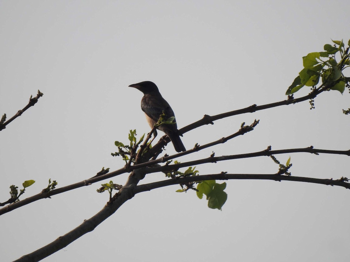 Rosy Starling - ML128757311