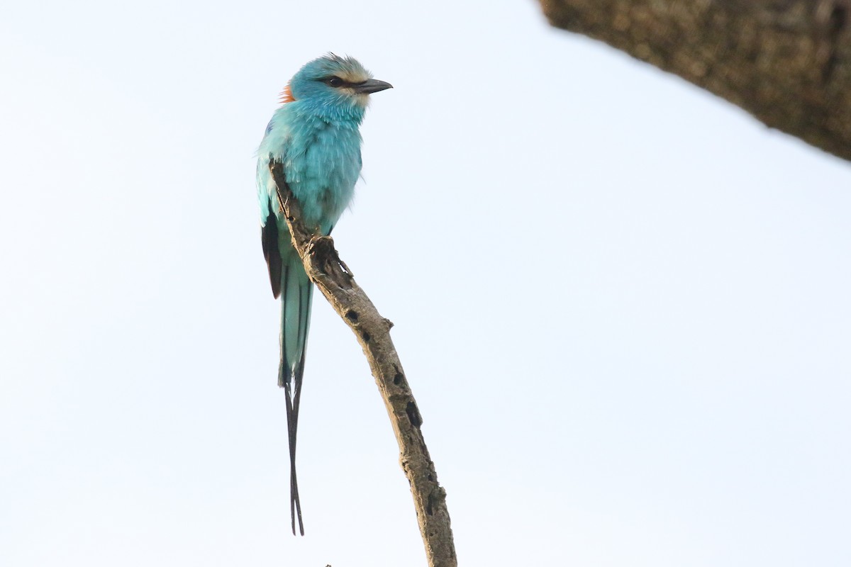 Abyssinian Roller - ML128757461