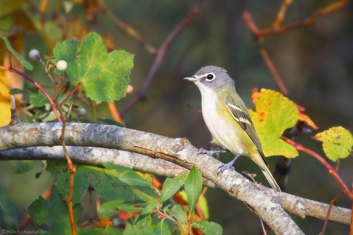 eremittvireo - ML128757971