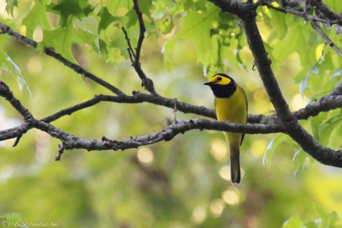 Hooded Warbler - ML128758051