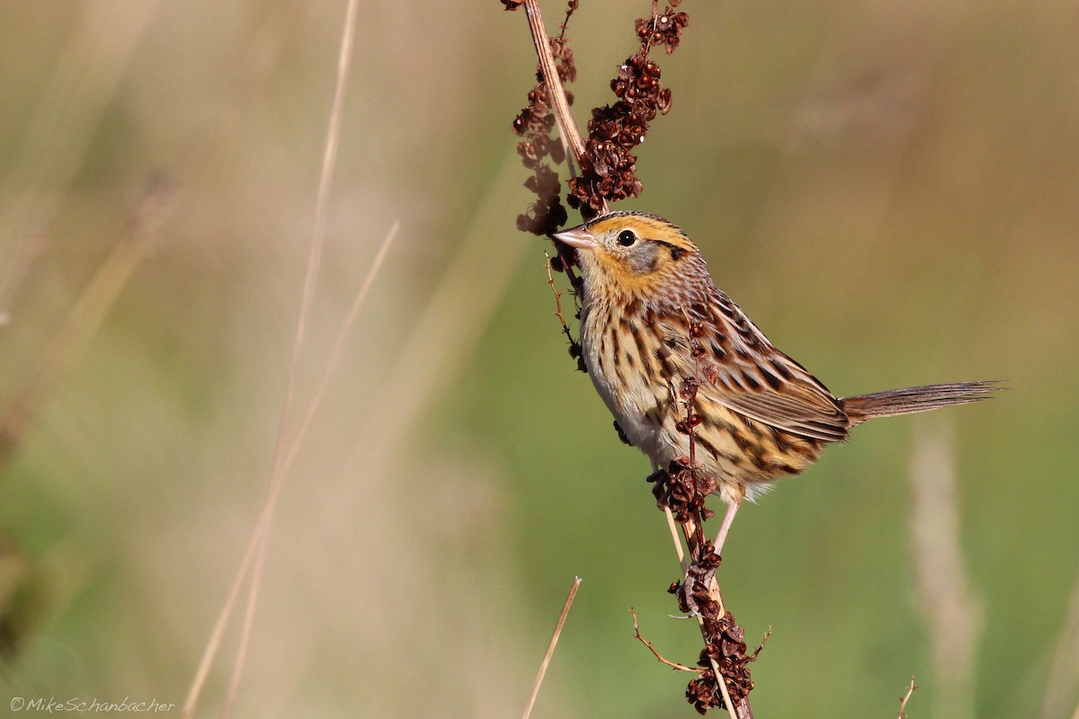 LeConte's Sparrow - ML128758061