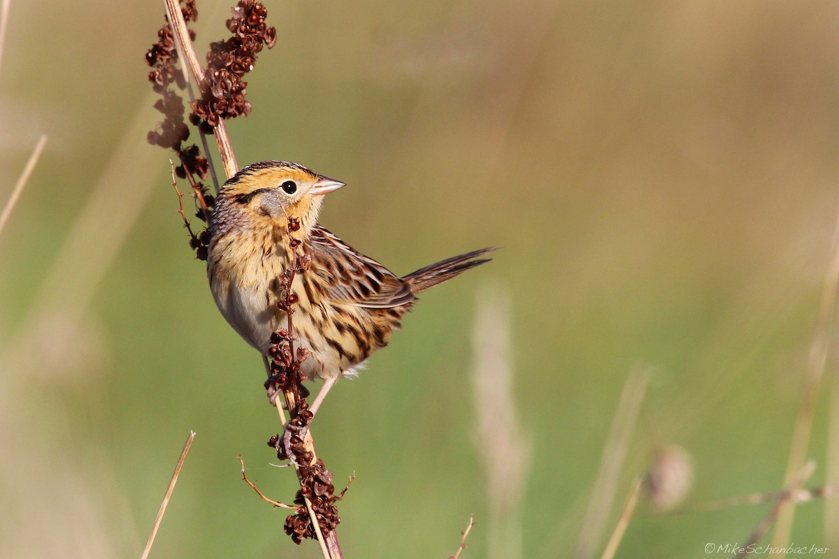 LeConte's Sparrow - ML128758071