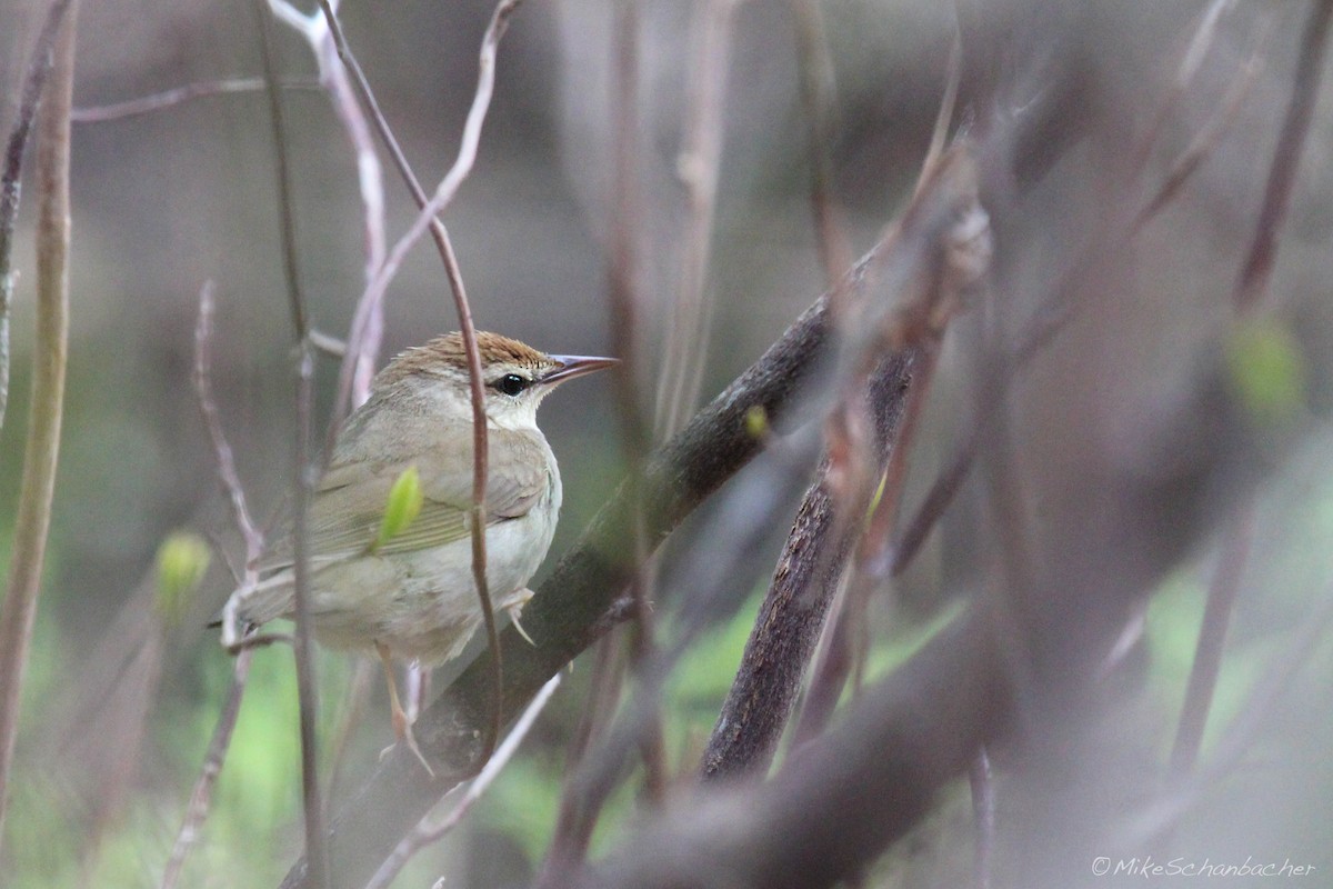 Swainson's Warbler - ML128758081