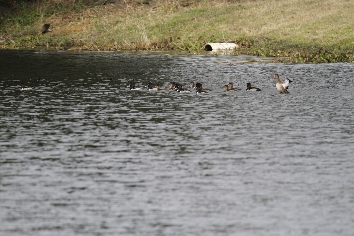 Ring-necked Duck - ML128758101
