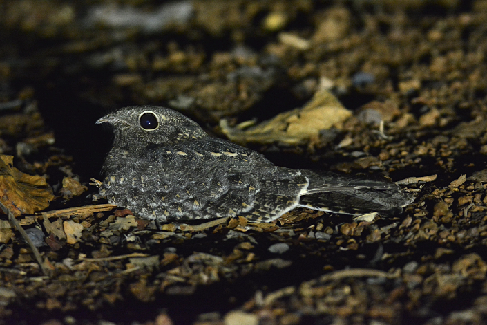 Savanna Nightjar - ML128758791