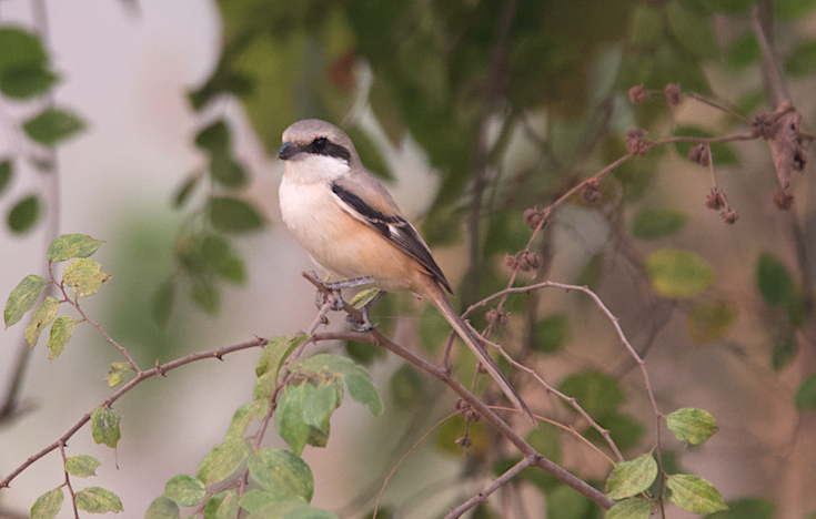 Long-tailed Shrike - ML128758911