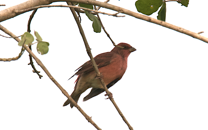 Common Rosefinch - ML128759061