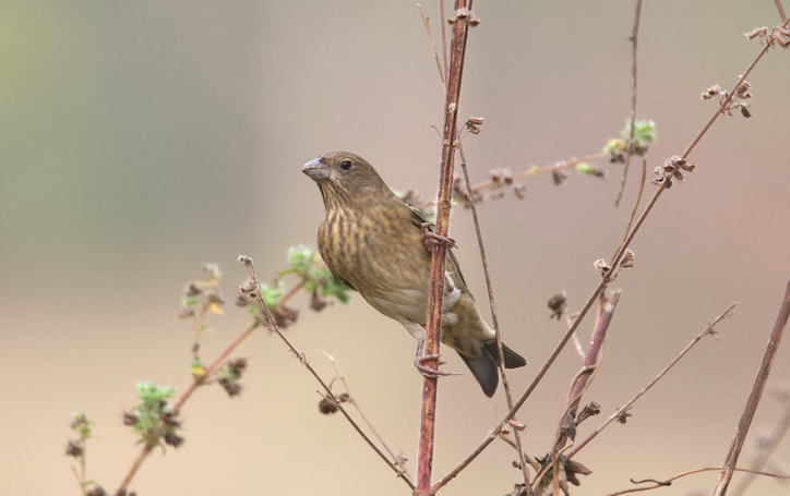 Common Rosefinch - ML128759091