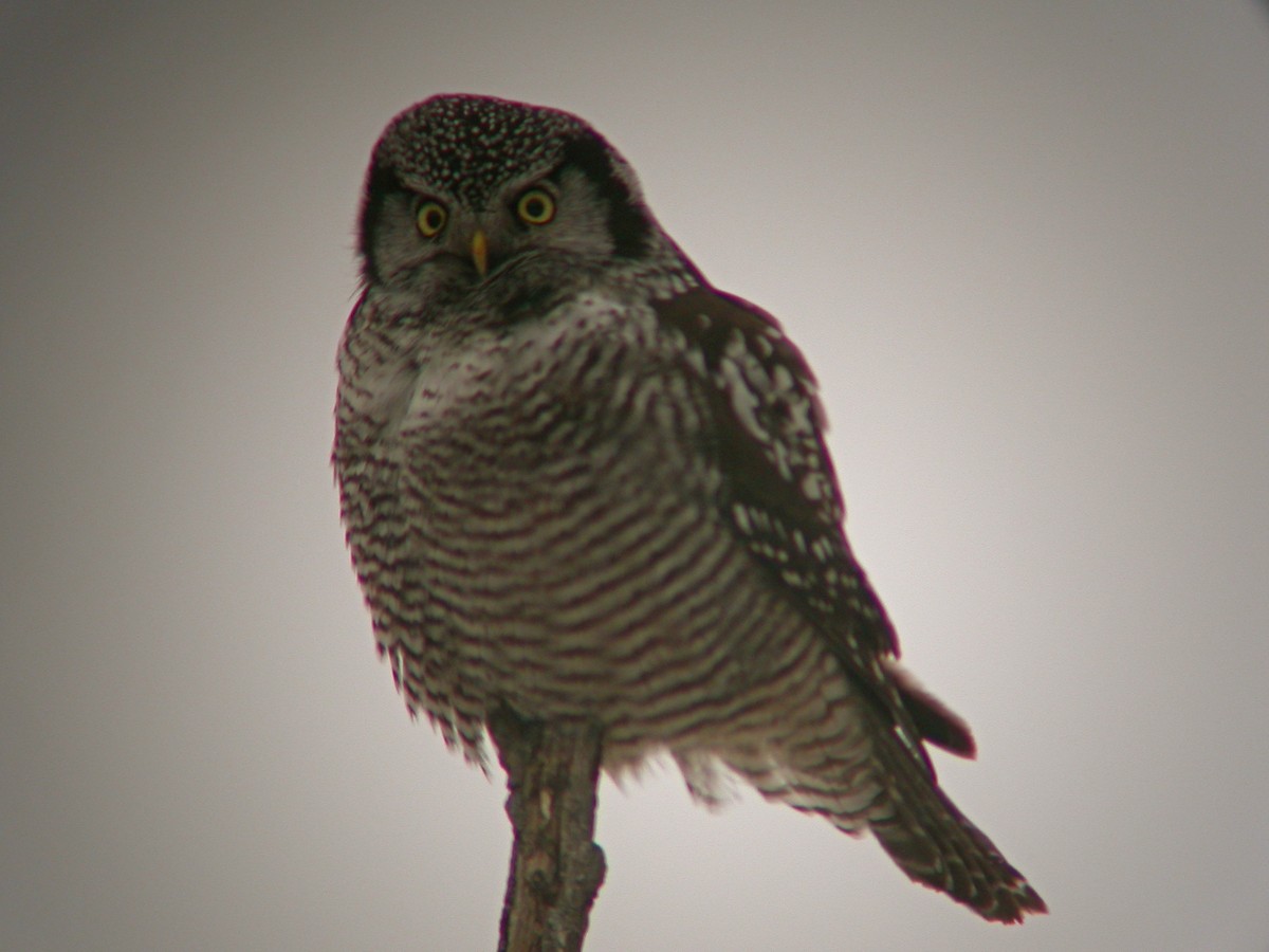 Northern Hawk Owl - Sean Fitzgerald