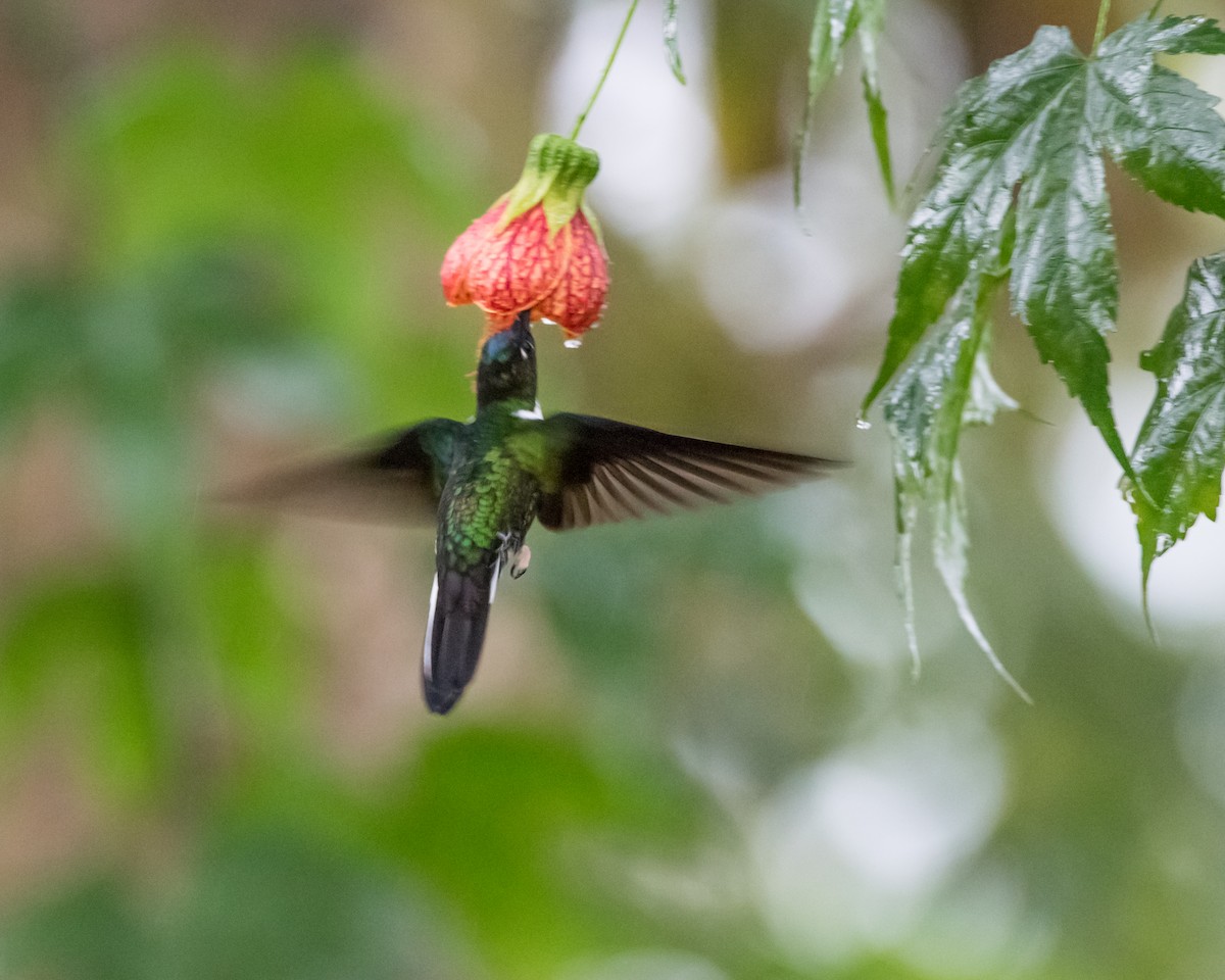 Collared Inca - ML128759741