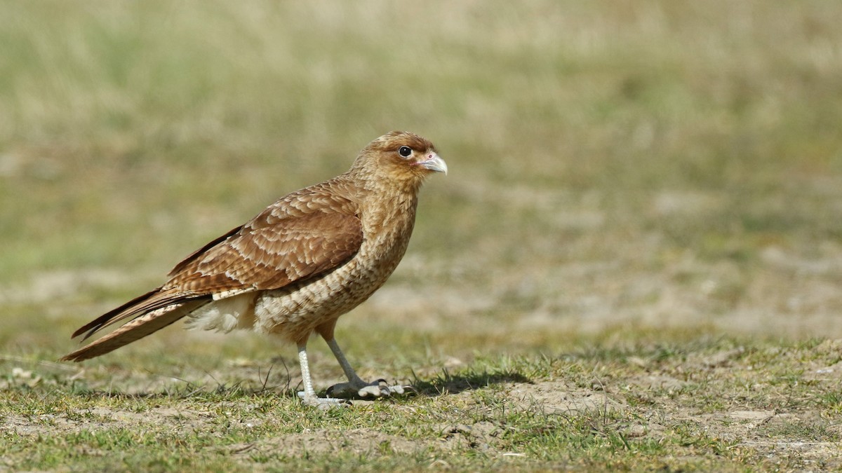 Chimango Caracara - ML128759751