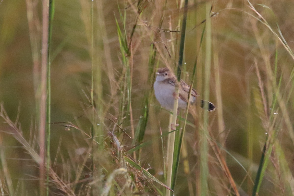 Rattling Cisticola - ML128760371