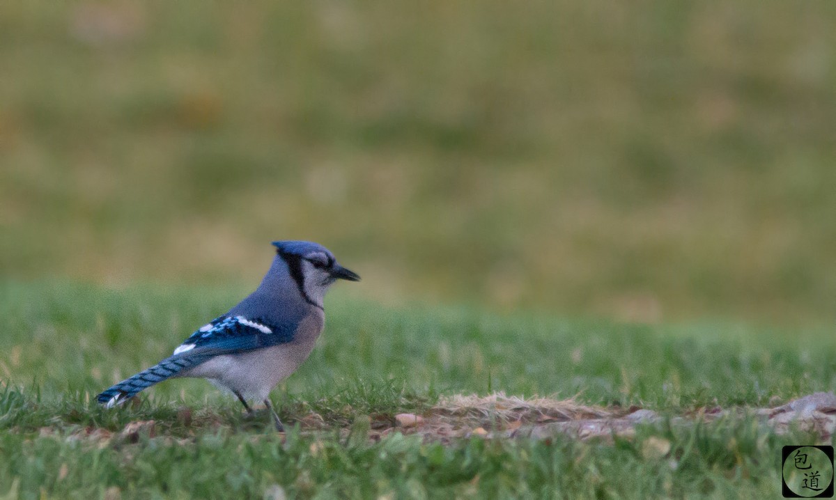 Blue Jay - ML128761421