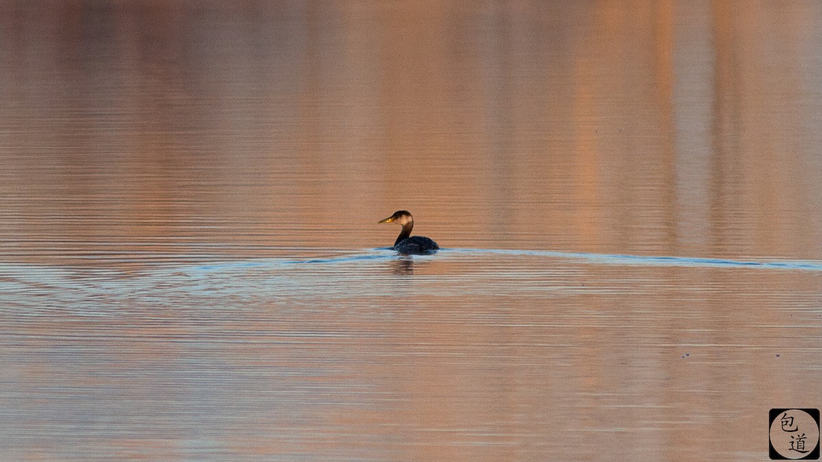 Буурал шунгуур - ML128761791