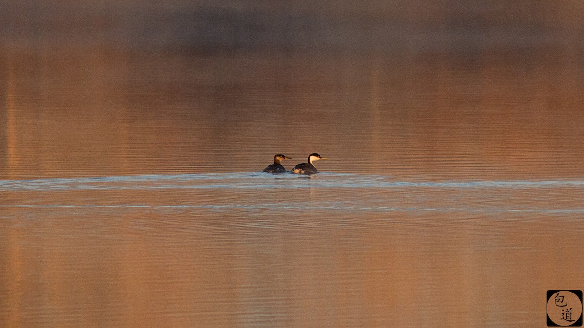 Буурал шунгуур - ML128761801