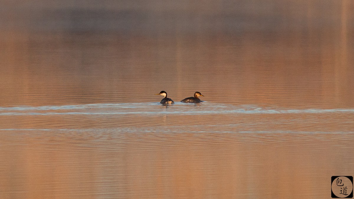 Буурал шунгуур - ML128761811