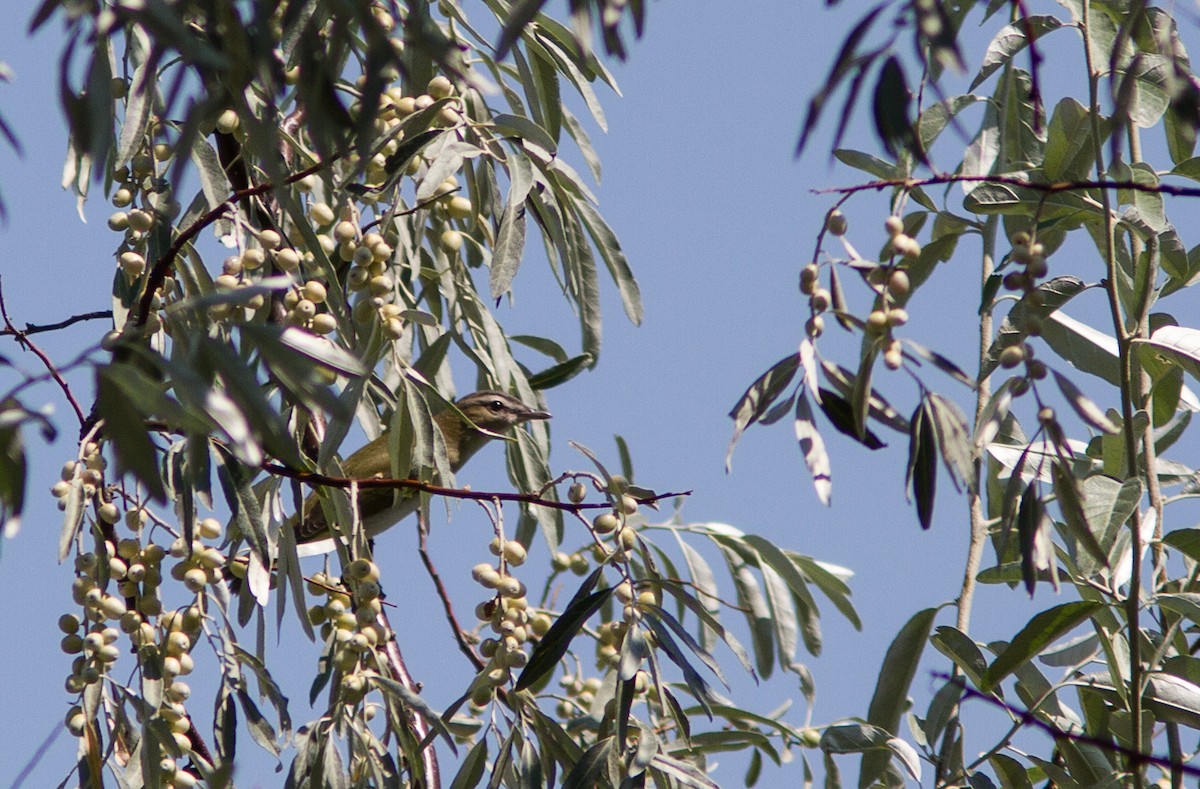 Kızıl Gözlü Vireo - ML128762961