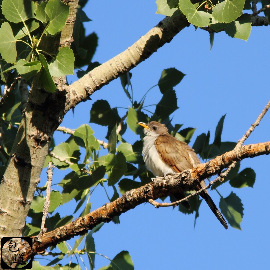 Yellow-billed Cuckoo - ML128763321