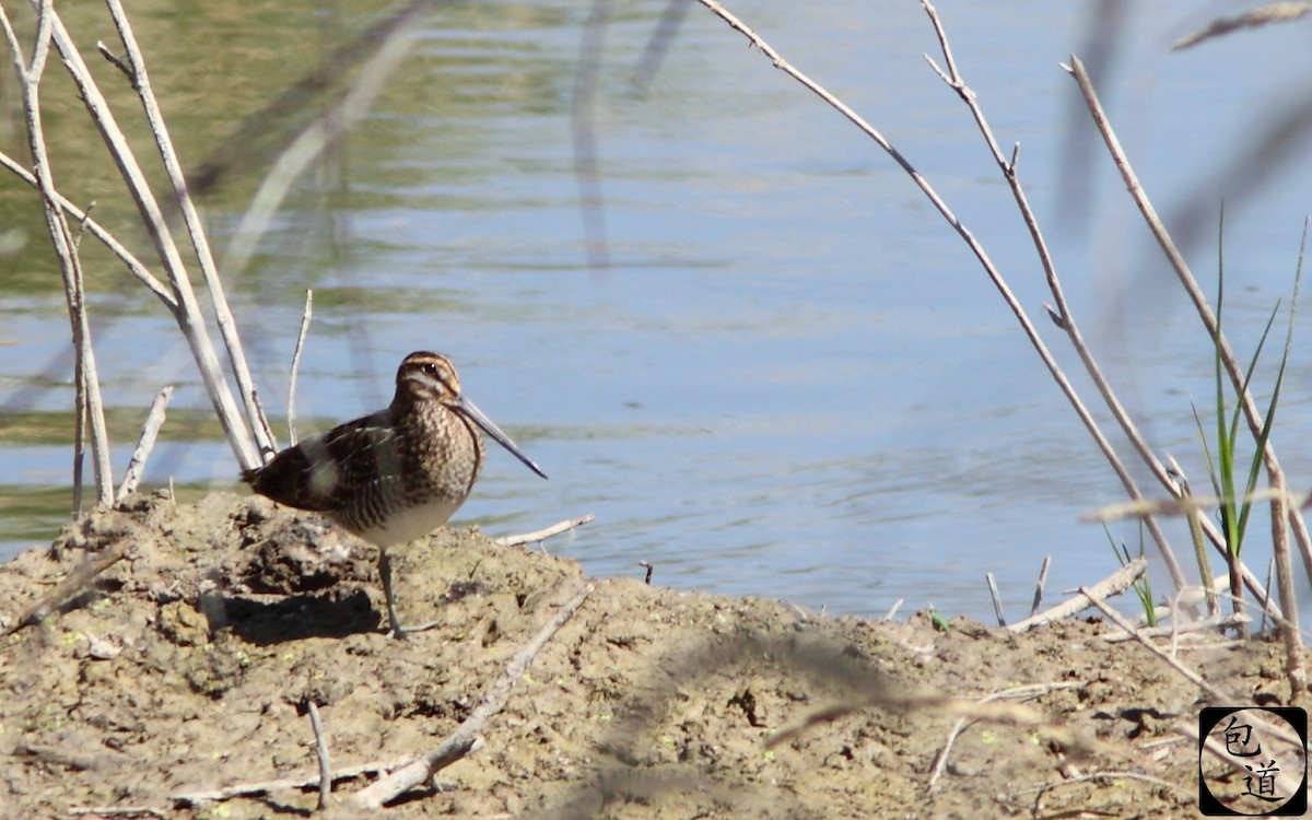 Wilson's Snipe - ML128763361