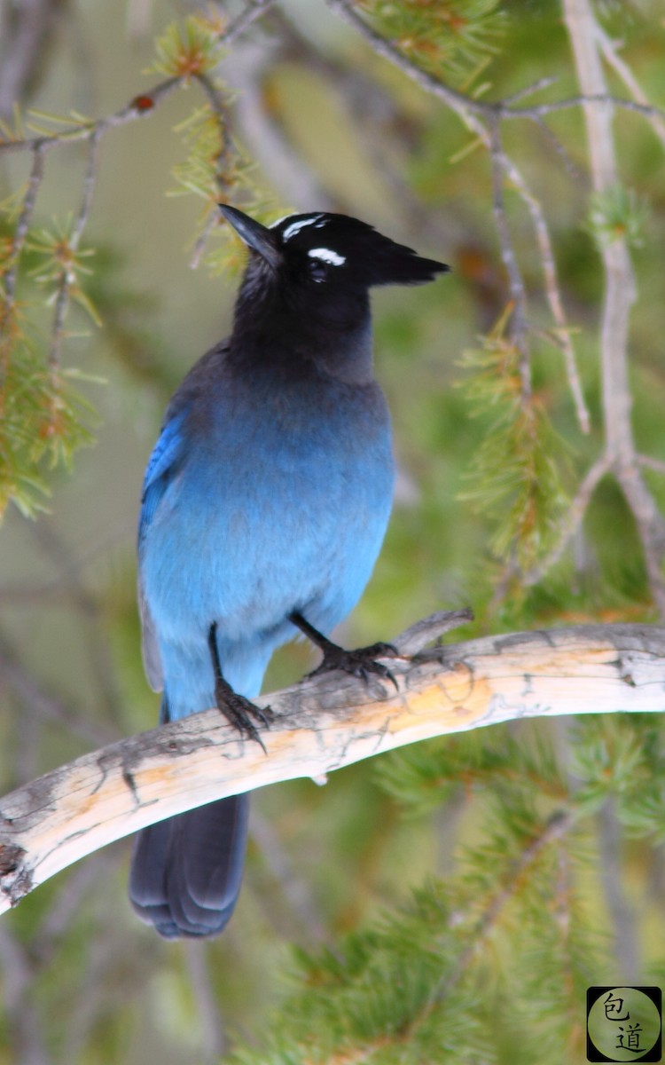 Steller's Jay - Jackson Trappett