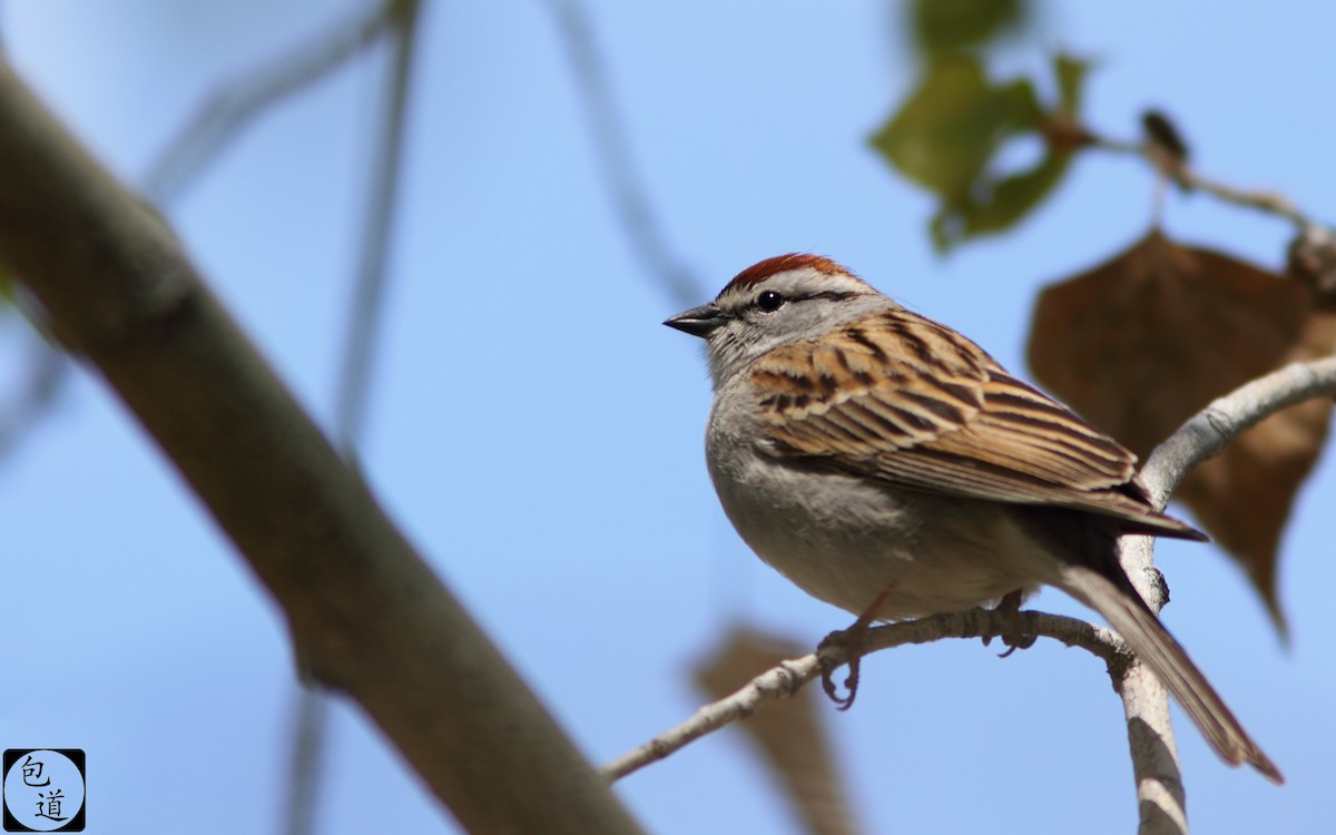 Chipping Sparrow - ML128764371