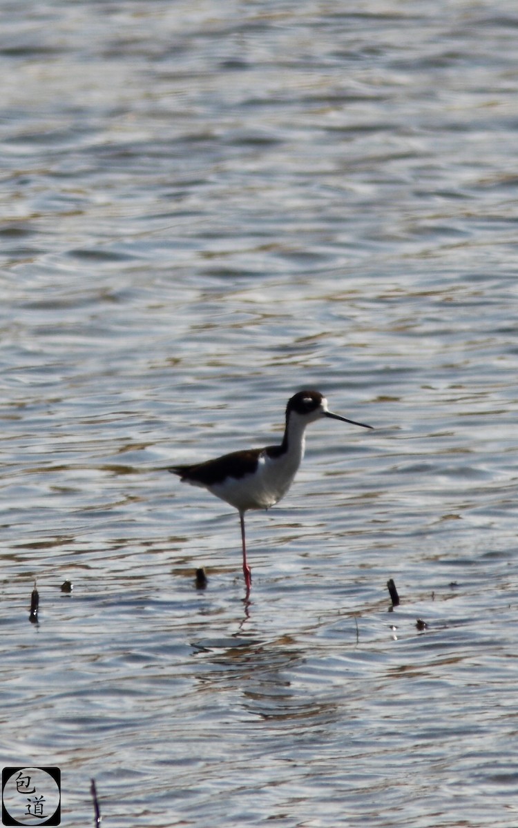 Black-necked Stilt - ML128764421