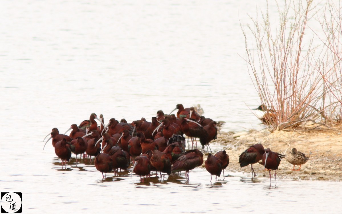 White-faced Ibis - ML128764511