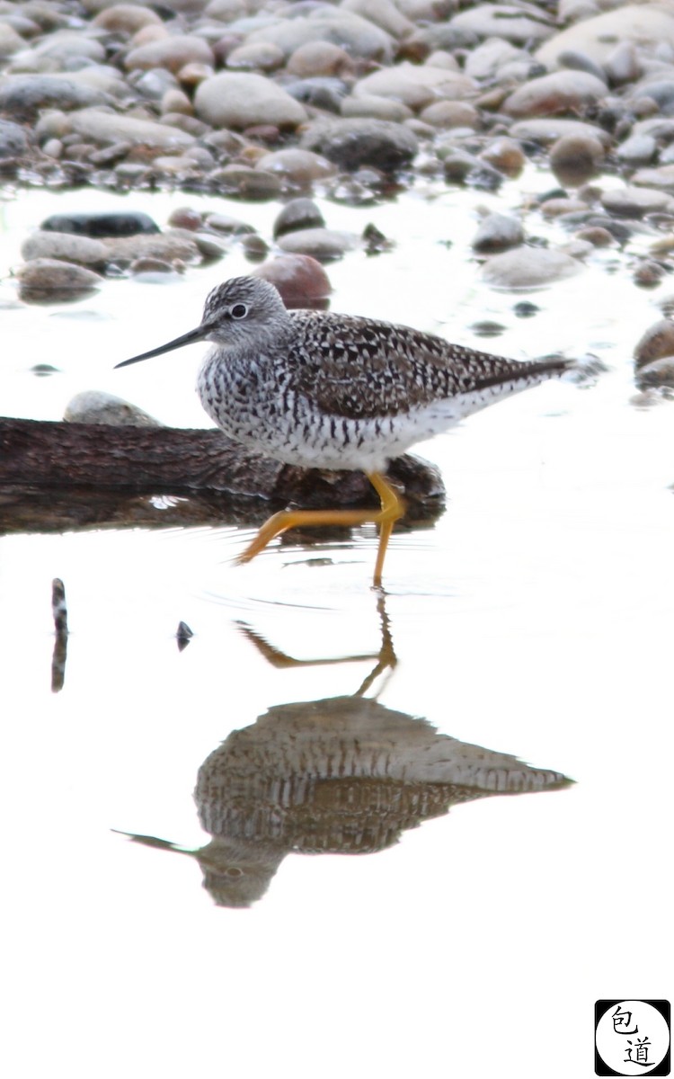 Greater Yellowlegs - ML128764611
