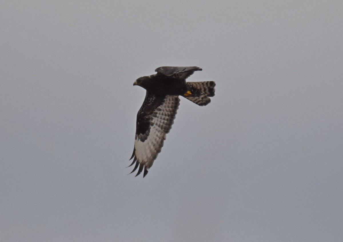 Rough-legged Hawk - Angela Granchelli