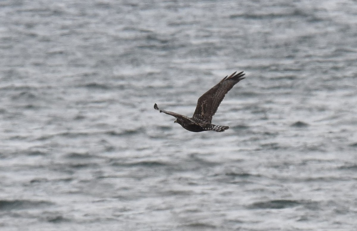 Rough-legged Hawk - ML128765231