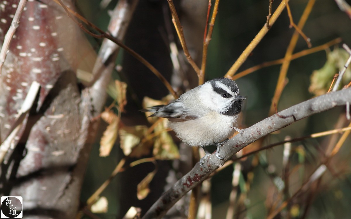 Mountain Chickadee - ML128765501