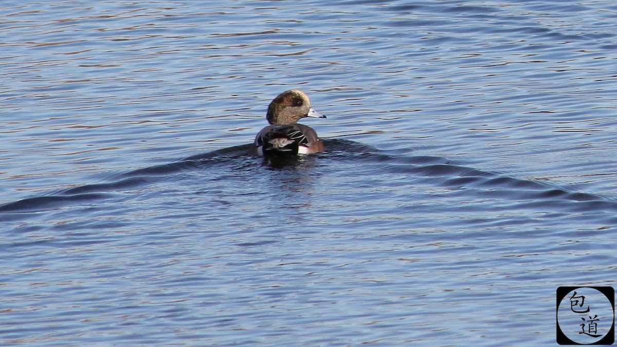 American Wigeon - Jackson Trappett