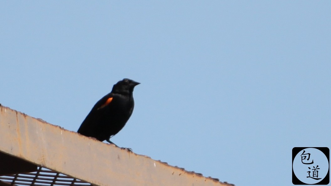 Red-winged Blackbird - Jackson Trappett