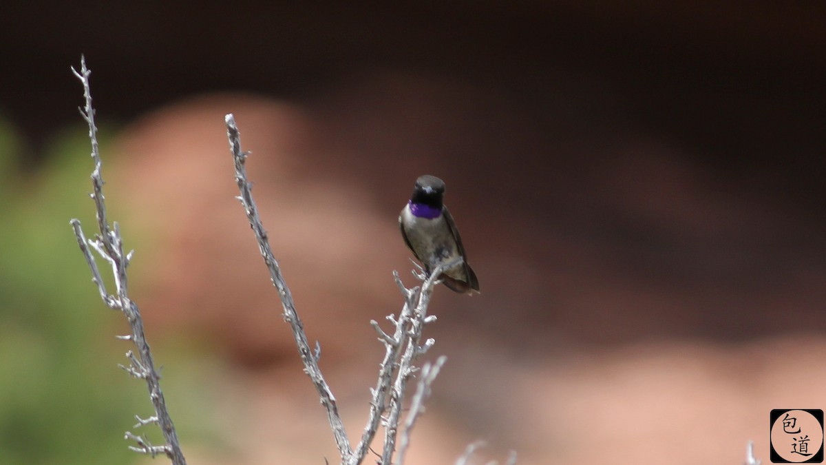 Black-chinned Hummingbird - Jackson Trappett