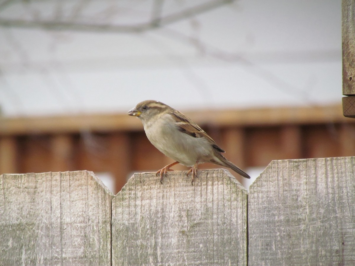 House Sparrow - Steve Hofhine