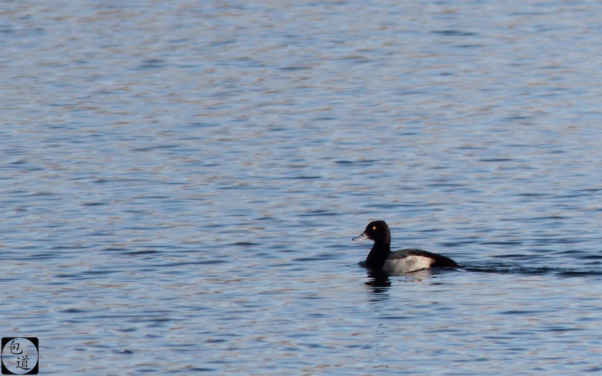 Lesser Scaup - ML128766031