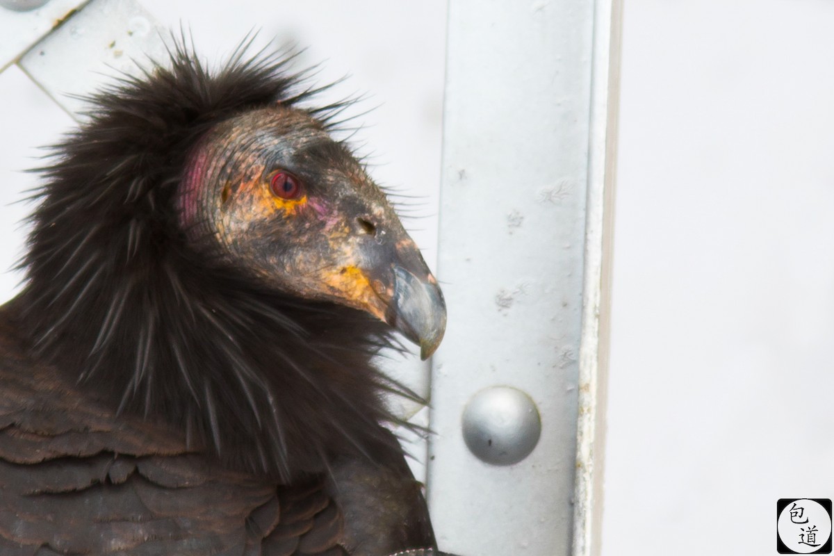 California Condor - Jackson Trappett