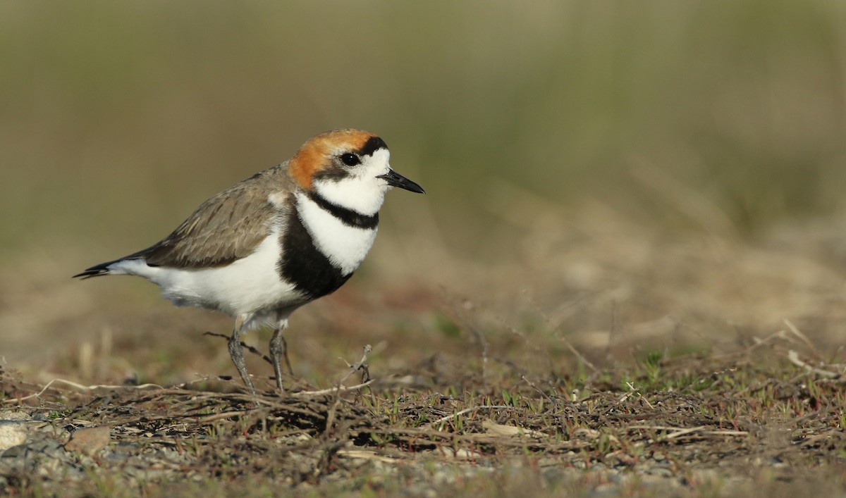 Two-banded Plover - Luke Seitz