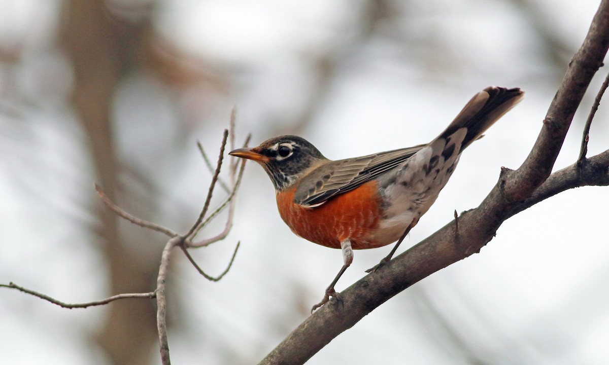 American Robin - Debbie Parker