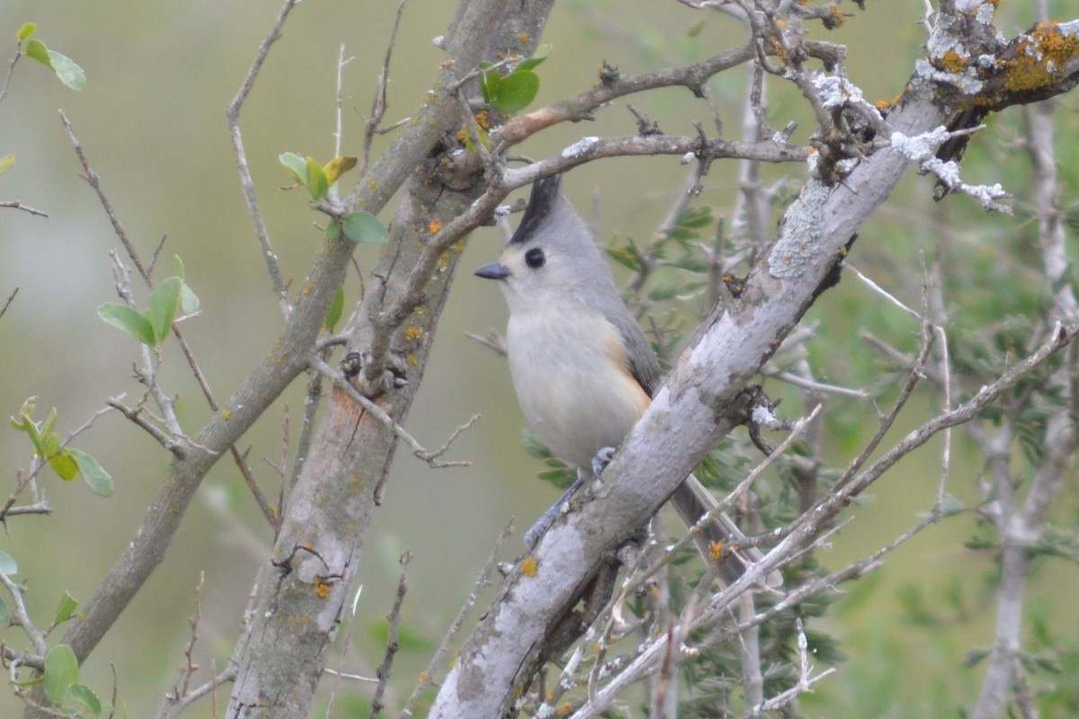 Black-crested Titmouse - ML128771301