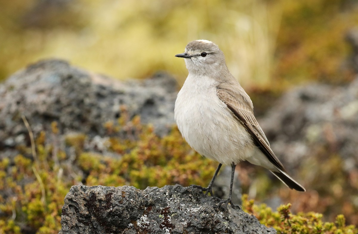 Ochre-naped Ground-Tyrant - ML128772811